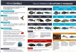 Bonnes pratiques de pêche-Taille des poissons-nov 2020_page-0001